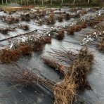 Hruška obyčajná (Pyrus communis) ´KONFERENCIA´ - jesenná, výška 120-150 cm, voľnokorenná